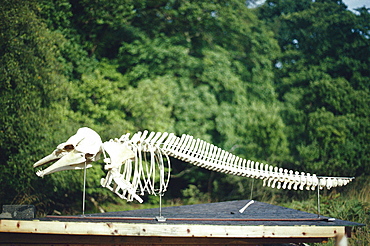 Risso's dolphin skeleton (Grampus griseus). Isle of Mull, Scotland