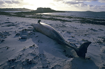 Striped dolphin (Stenella coeruleoalba) washed up after a storm. Markings in the skin indicated it died in a fishing net. Scilly Isles, UK