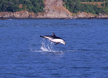 Dusky dolphin (Lagenorhynchus obscurus) leaping. Kaikoura, New Zealand.