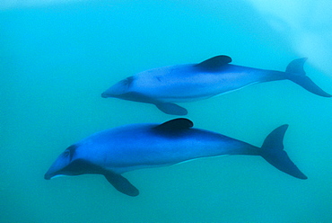 Hector's dolphin (Cephalorhynchus hectori). Surfacing at speed. Akaroa, New Zealand.