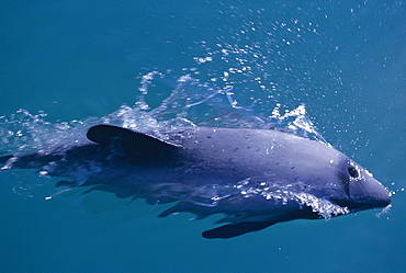 Hector's dolphin (Cephalorhynchus hectori) surfacing at speed. Akaroa, New Zealand.