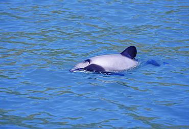 Hector's dolphin (Cephalorhynchus hectori) at the surface. New Zealand.