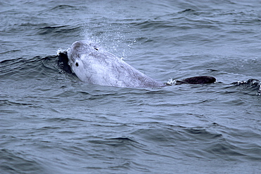 Risso's dolphin (Grampus griseus) with its eye and blow visible and characteristic scarring over its body. Hebrides, Scotland.