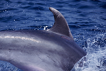 Bottlenose dolphin (Tursiops truncatus). 'Ruffian'. Gibraltar.