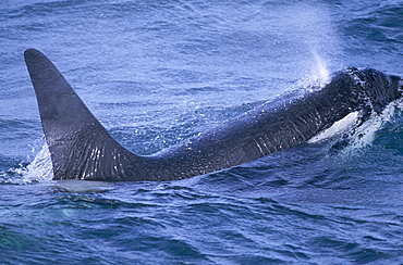 Male Killer whale (Orcinus orca) surfacing to breath, blow forming spray over back. Snaefellsness Peninsular, Iceland