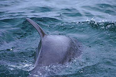 Bottlenose dolphin (Tursiops truncatus). Scotland