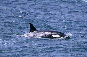 Killer whale (Orcinus orca) surfacing west of Snaefellsness Peninsular, Iceland.