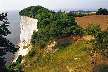 Chalk cliffs, Mons Klint, Mon, Denmark, Scandinavia, Europe