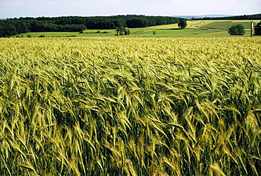 Grain field, agricultural landscape, near Retz, Lower Austria, Austria, Europe