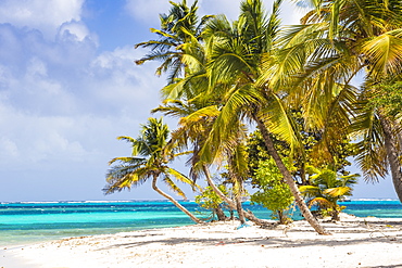 Petit Bateau, Tobago Cays, The Grenadines, St. Vincent and The Grenadines, West Indies, Caribbean, Central America