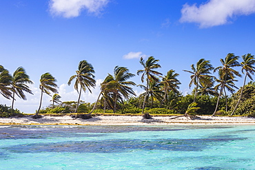 Petit Tabac, Tobago Cays, The Grenadines, St. Vincent and The Grenadines, West Indies, Caribbean, Central America