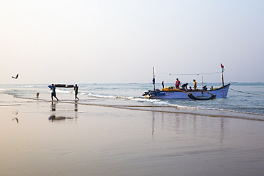 Fishermen carrying baskets of fish, Colva Beach, Goa, India, Asia