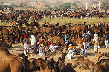 Pushkar Camel Fair, Pushkar, Rajasthan, India, Asia