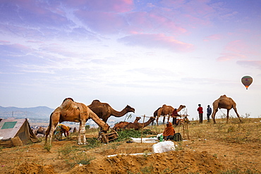 Pushkar Camel Fair, Pushkar, Rajasthan, India, Asia