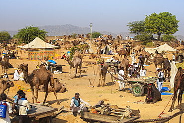 Pushkar Camel Fair, Pushkar, Rajasthan, India, Asia