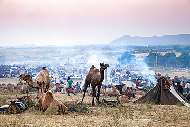 Pushkar Camel Fair, Pushkar, Rajasthan, India, Asia