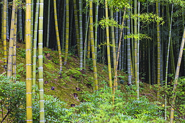 Bamboo Grove, Tenryuji Temple, Arashiyama, Kyoto, Japan, Asia