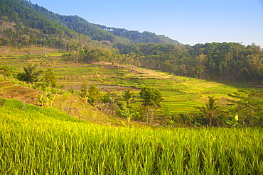 Rice paddies near Borobudur, Magelang, Java, Indonesia, Southeast Asia, Asia