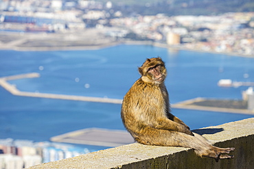 Gibraltar Barbary Ape, Gibraltar Rock, Gibraltar, Mediterranean, Europe