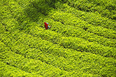 Tea pluckers, Nuwara Eliya, Central Province, Sri Lanka, Asia