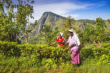 Tea pluckers, Ella, Uva Province, Sri Lanka, Asia