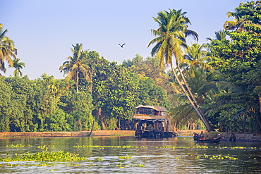 Houseboat on Backwaters, Alappuzha (Alleppey), Kerala, India, Asia