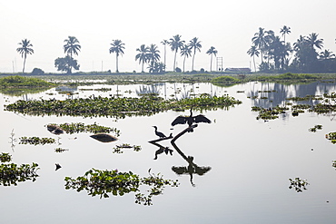 Backwaters, Alappuzha (Alleppey), Kerala, India, Asia