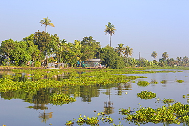 Backwaters, Alappuzha (Alleppey), Kerala, India, Asia