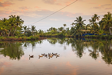 Palm trees reflecting in backwaters, Munroe Island, Kollam, Kerala, India, Asia