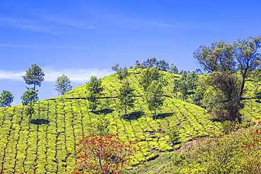 Tea Estate, Munnar, Kerala, India, Asia