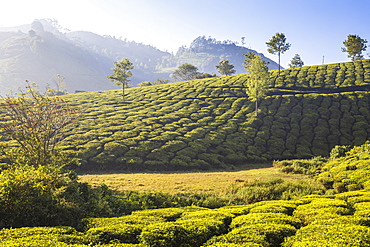 Tea Estate, Munnar, Kerala, India, Asia