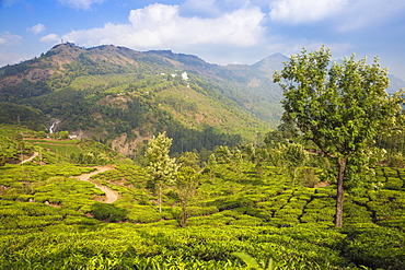 View of tea estate and Attukad Waterfalls, Munnar, Kerala, India, Asia