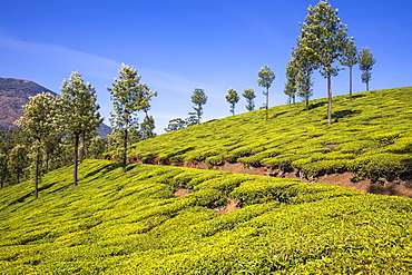 Tea Estate, Munnar, Kerala, India, Asia