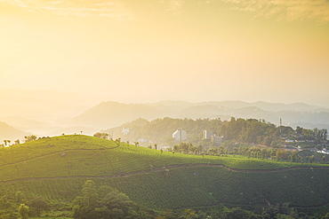 View over tea estates at sunrise, Munnar, Kerala, India, Asia