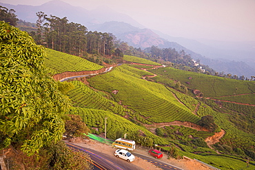 Road winding through Munnar tea estates, Munnar, Kerala, India, Asia