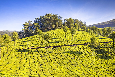 Tea estate, Munnar, Kerala, India, Asia