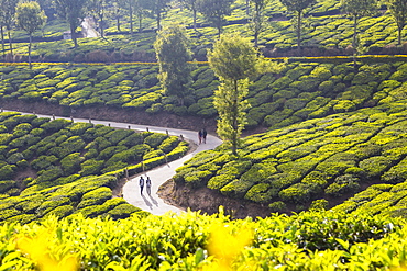 People walking along road in Tea estate, Munnar, Kerala, India, Asia