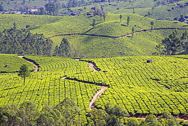 Tea estate, Munnar, Kerala, India, Asia