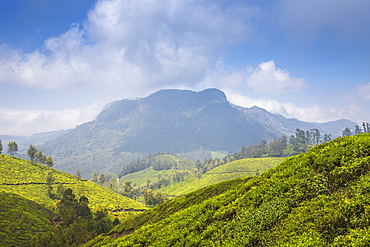 Tea estate near top station, Munnar, Kerala, India, Asia