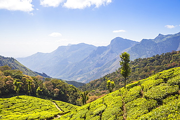 Tea estate at top station, Munnar, Kerala, India, Asia