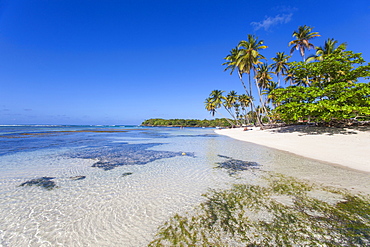 La Playita beach, Las Galleras, Samana Peninsula, Dominican Republic, West Indies, Caribbean, Central America