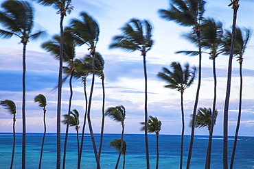 Playa Cabeza de Toro, Punta Cana, Dominican Republic, West Indies, Caribbean, Central America