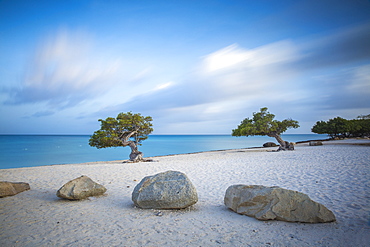 Divi Divi Trees on Eagle Beach, Aruba, Lesser Antilles, Netherlands Antilles, Caribbean, Central America