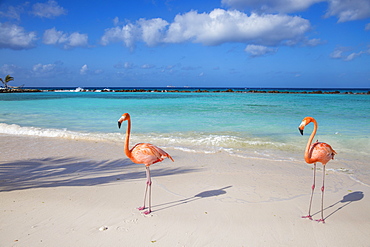 Flamingos on Flamingo beach, Renaissance Island, Oranjestad, Aruba, Lesser Antilles, Netherlands Antilles, Caribbean, Central America