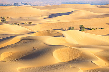 Remah Desert, Al Ain, Abu Dhabi, United Arab Emirates, Middle East