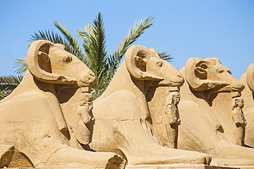 Avenue of Sphinxes, Luxor Temple, UNESCO World Heritage Site, Luxor, Egypt, North Africa, Africa