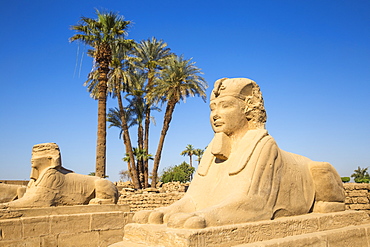 Avenue of Sphinxes, Luxor Temple, UNESCO World Heritage Site, Luxor, Egypt, North Africa, Africa