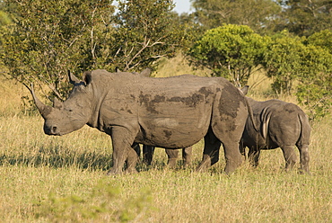 Mother and young white rhino, Kruger National Park, South Africa, Africa