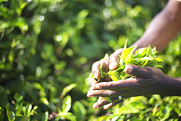 Hands of a tea picker picking tea in the Sri Lanka Central Highlands, Tea Country, Sri Lanka, Asia