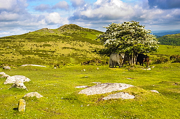 Dartmoor landscape near Fingle Bridge, Devon, England, United Kingdom, Europe